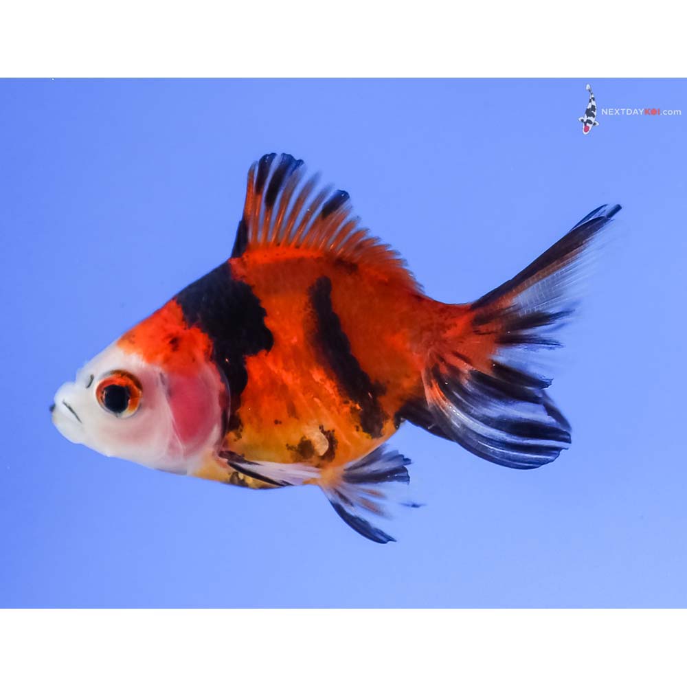 2” Imported Calico Ryukin