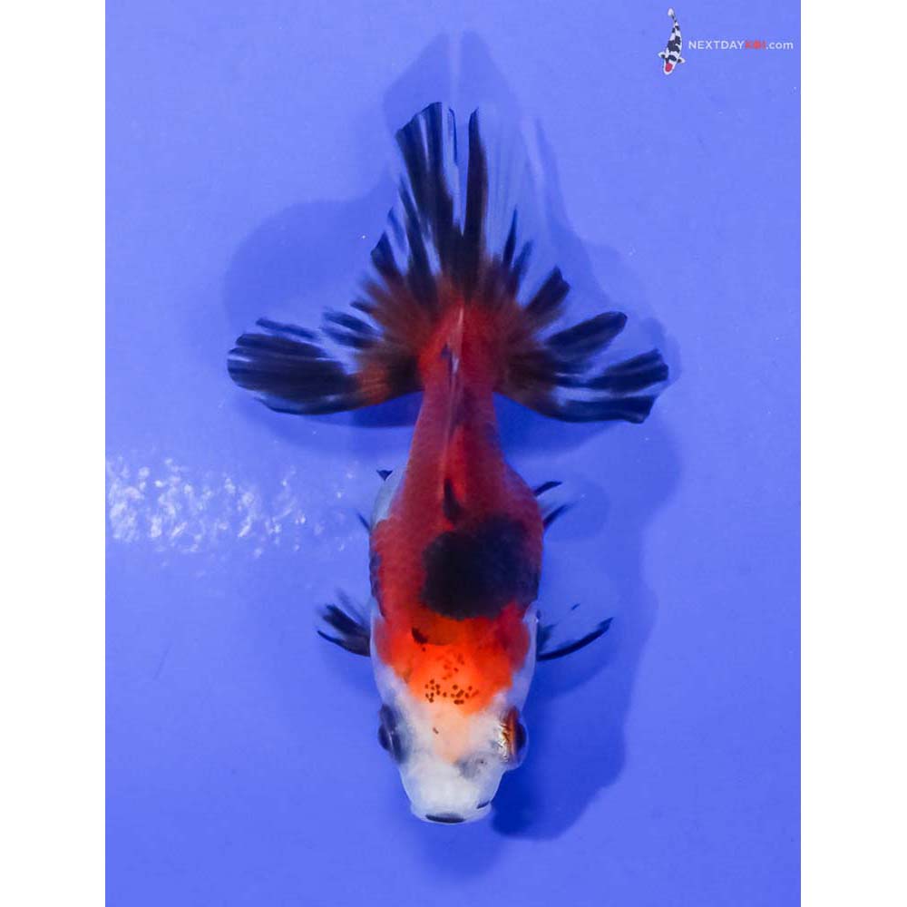 2” Imported Calico Ryukin