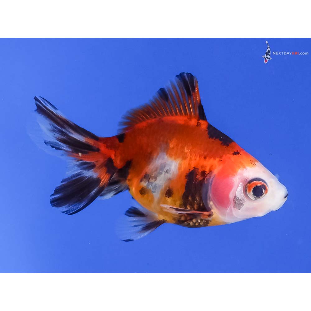 2” Imported Calico Ryukin