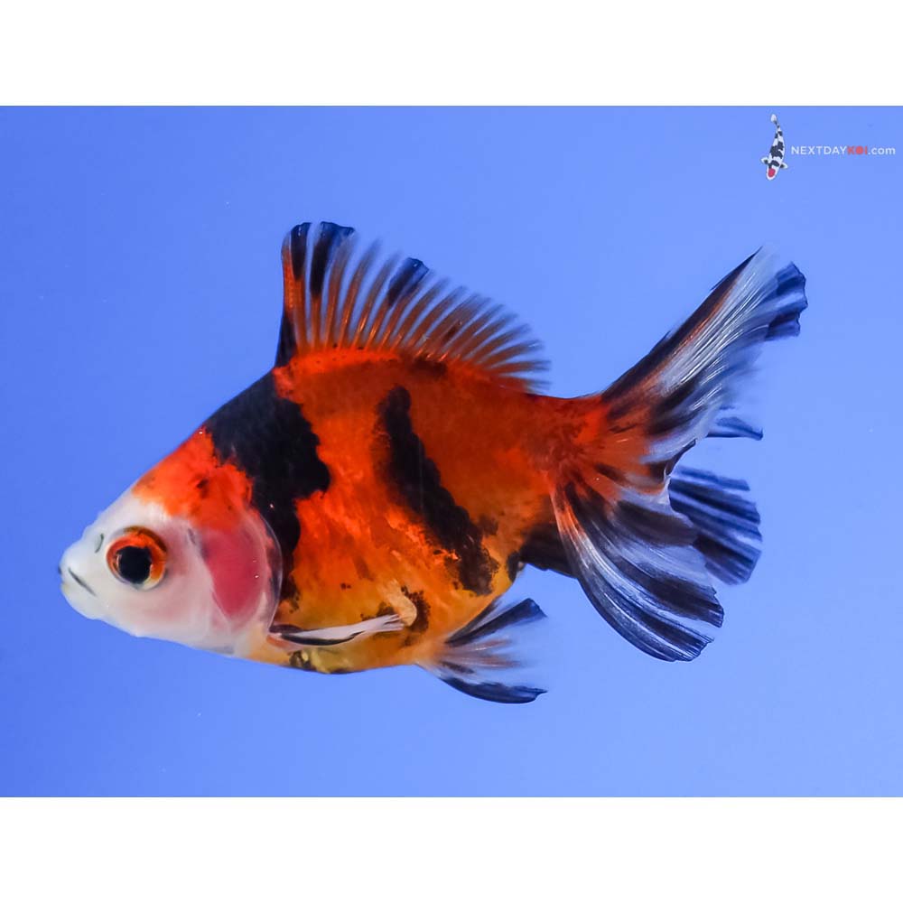 2” Imported Calico Ryukin