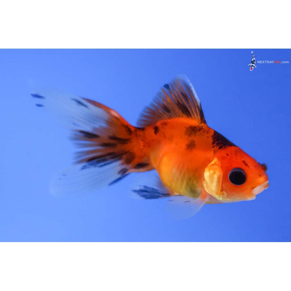 2.5” Imported Calico Fantail