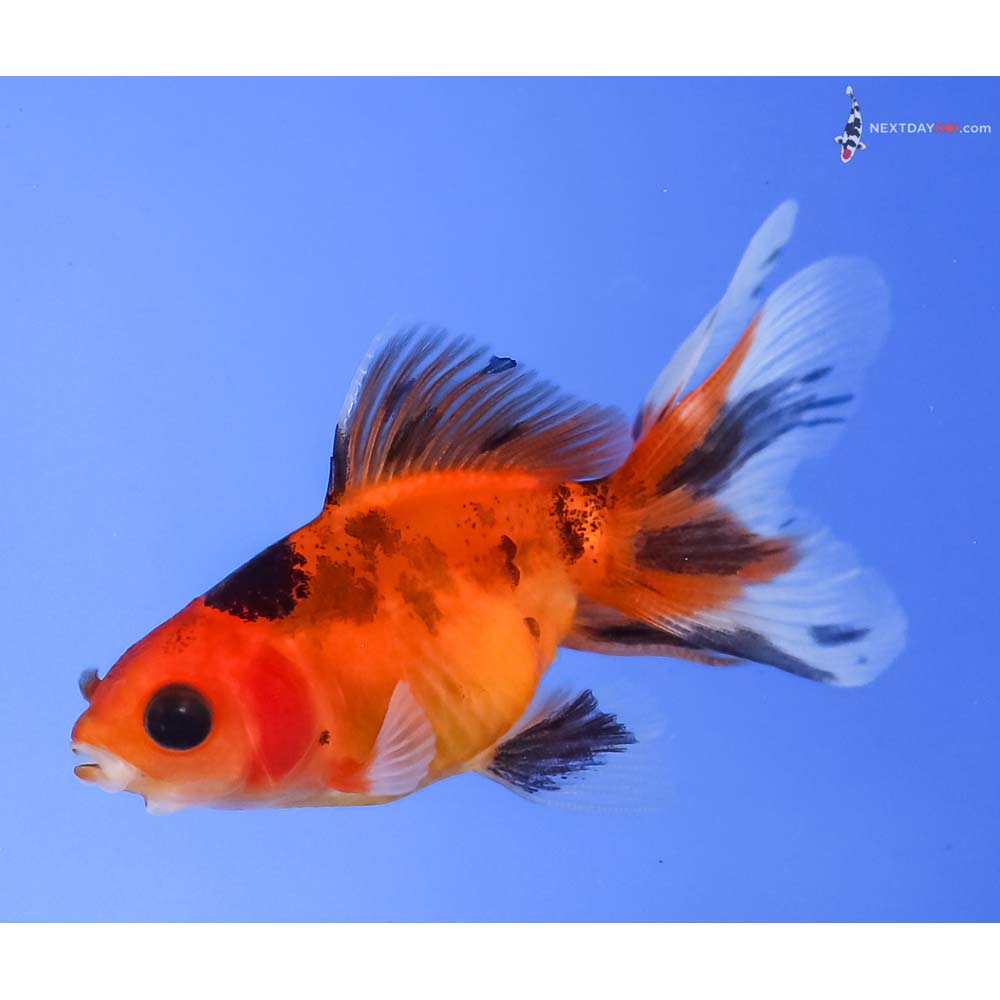 2.5” Imported Calico Fantail