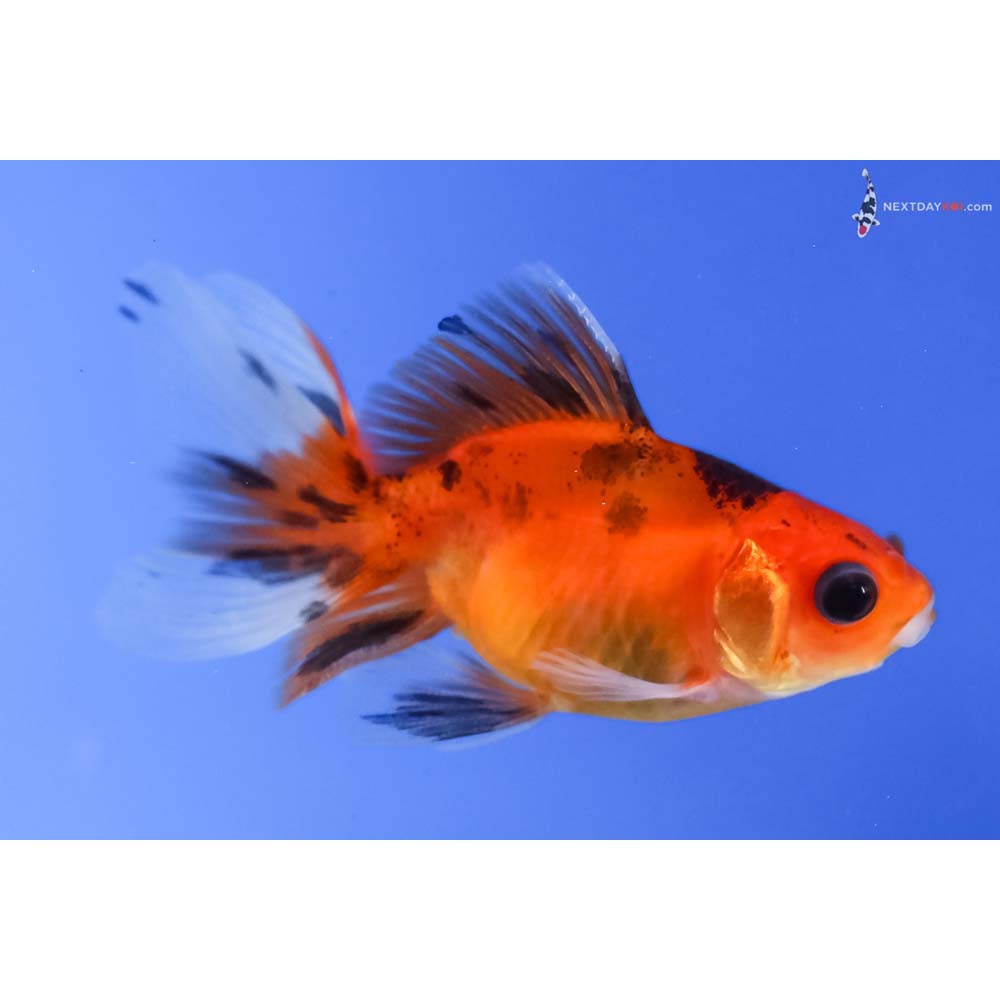 2.5” Imported Calico Fantail