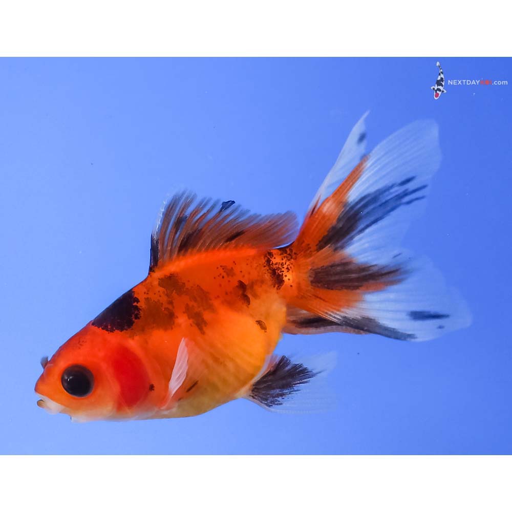 2.5” Imported Calico Fantail