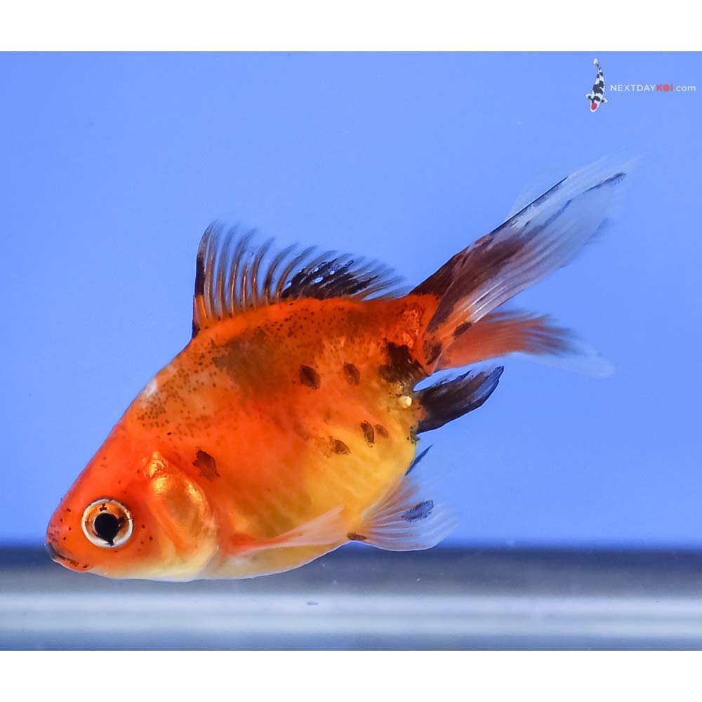 2.5” Imported Calico Ryukin