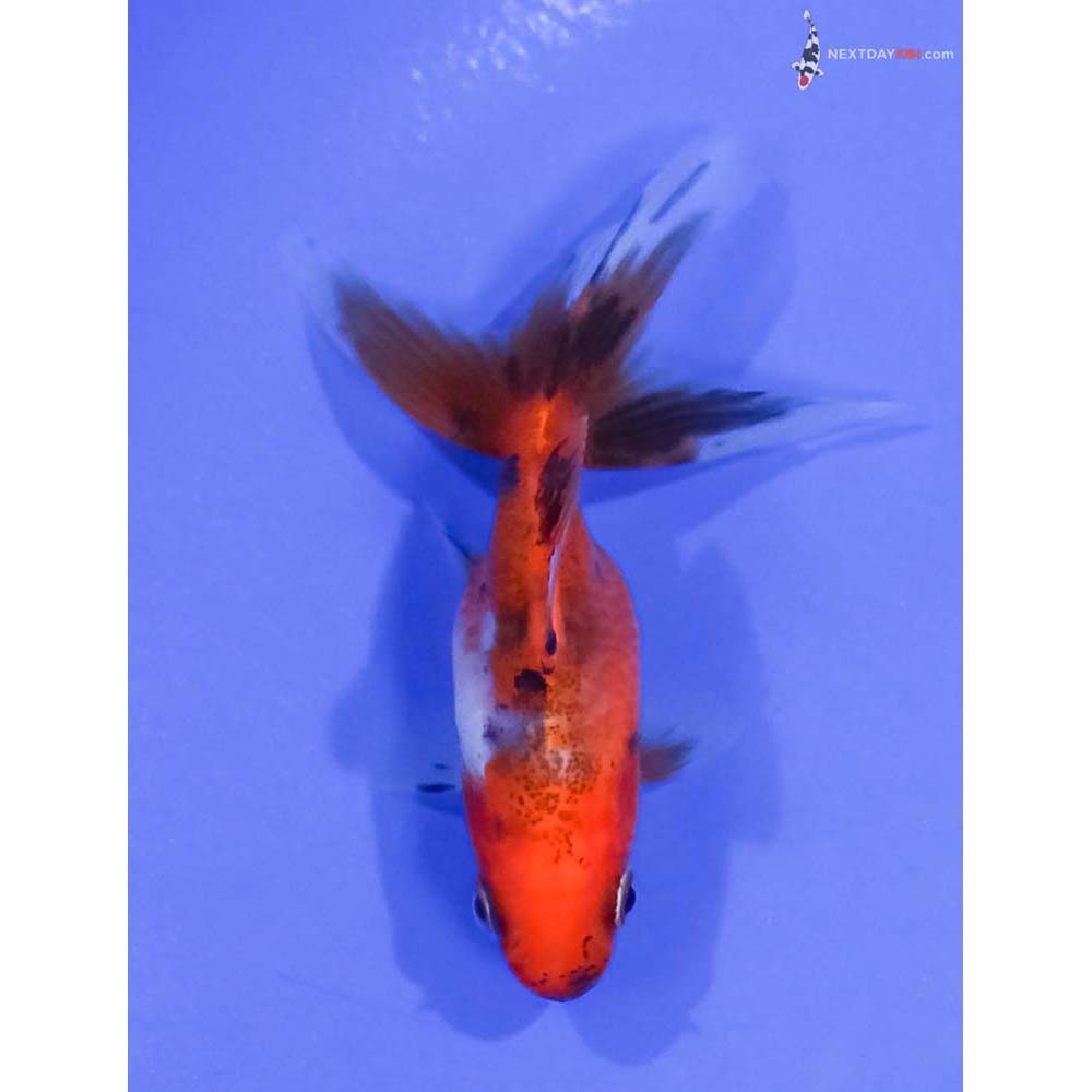 2.5” Imported Calico Ryukin