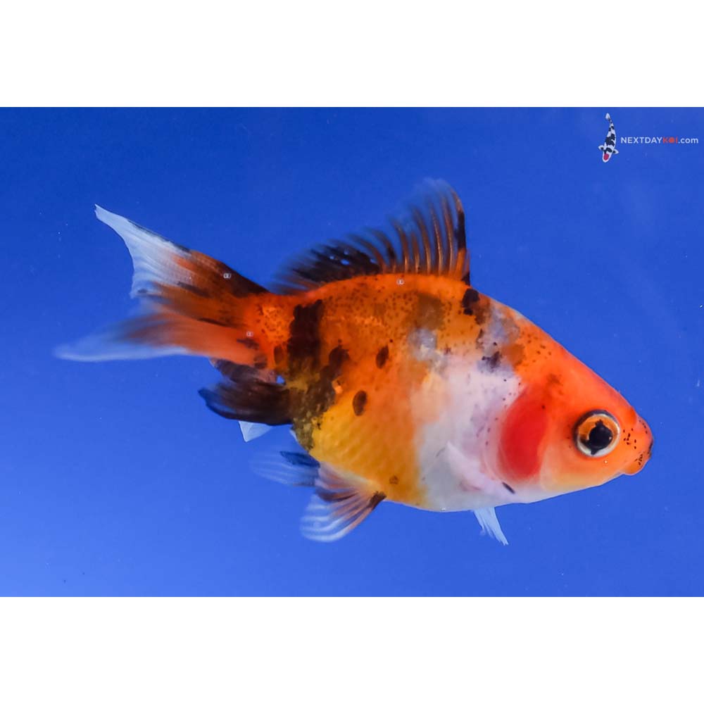 2.5” Imported Calico Ryukin