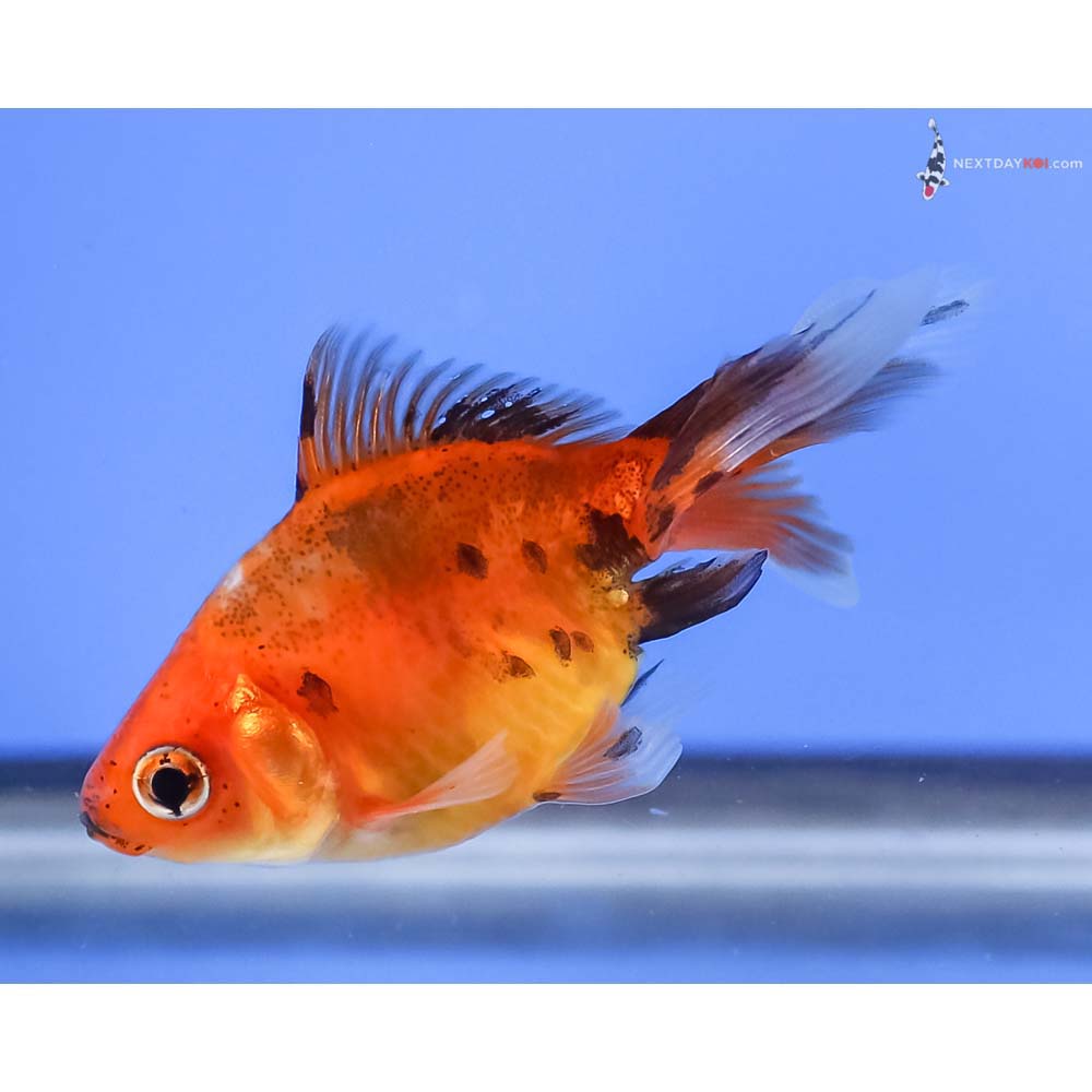 2.5” Imported Calico Ryukin