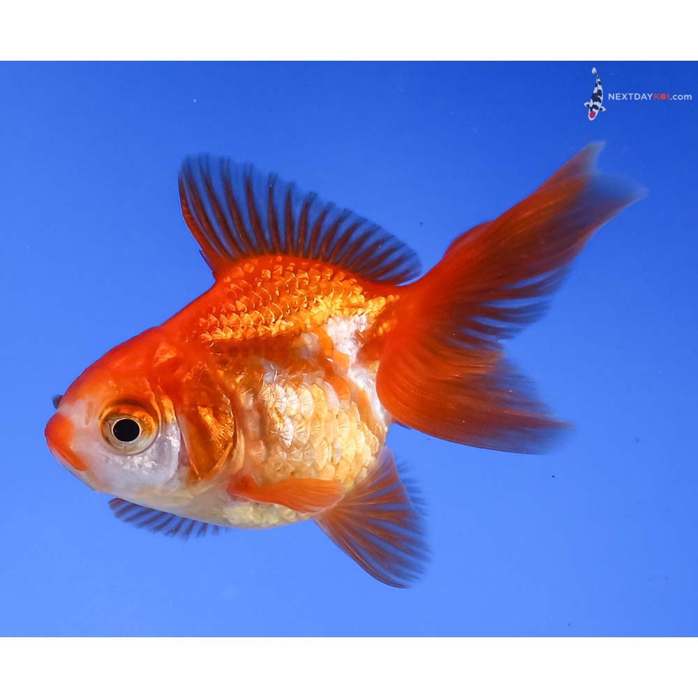 3” Imported Red and White Ryukin