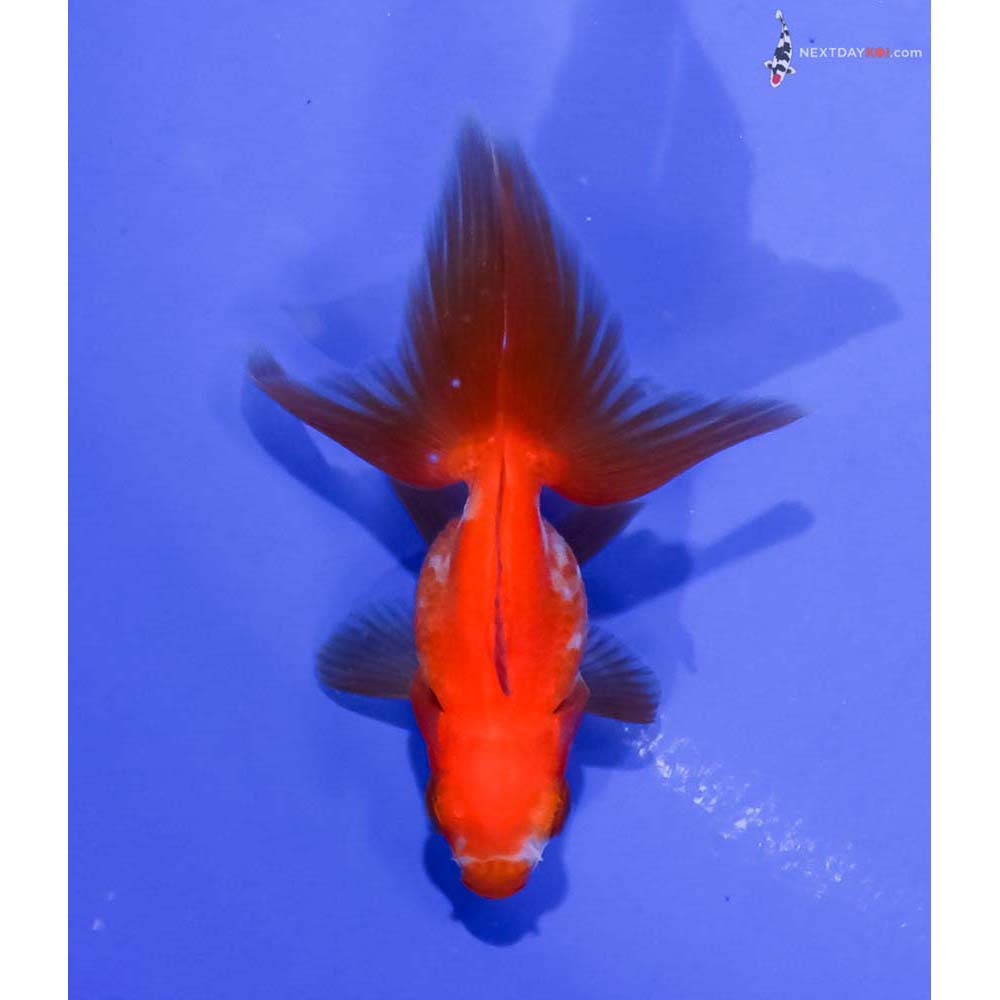 3” Imported Red and White Ryukin