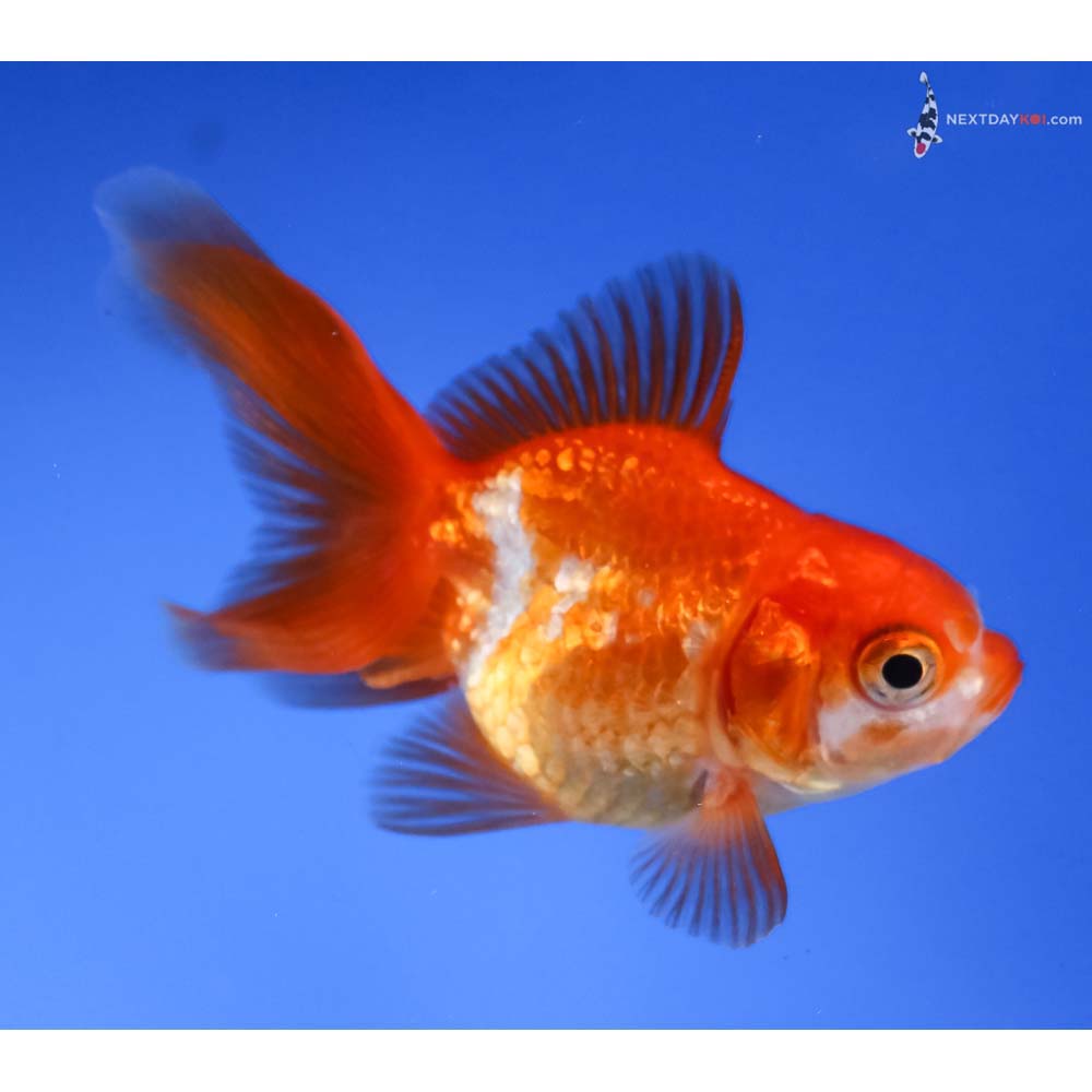 3” Imported Red and White Ryukin