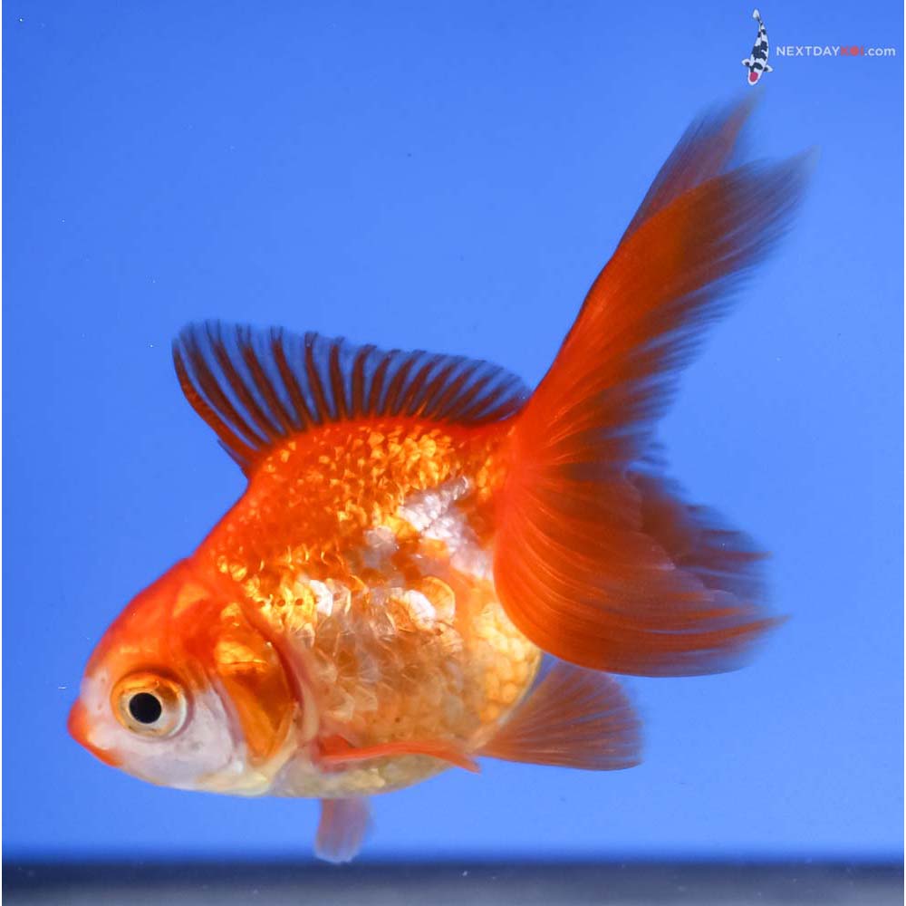 3” Imported Red and White Ryukin
