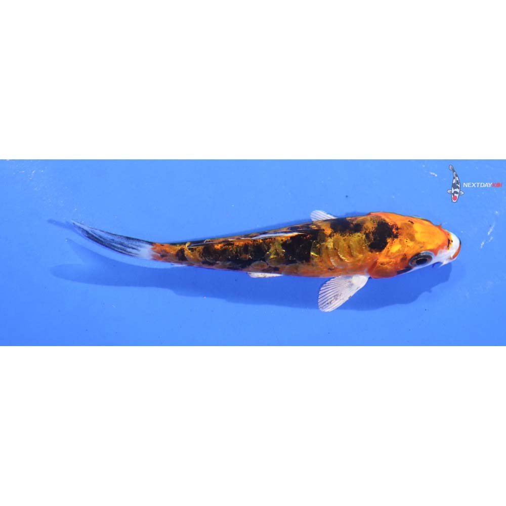 3” Imported Imported Heisei Nishiki