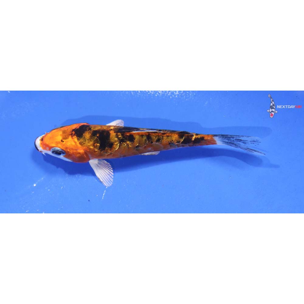 3” Imported Imported Heisei Nishiki