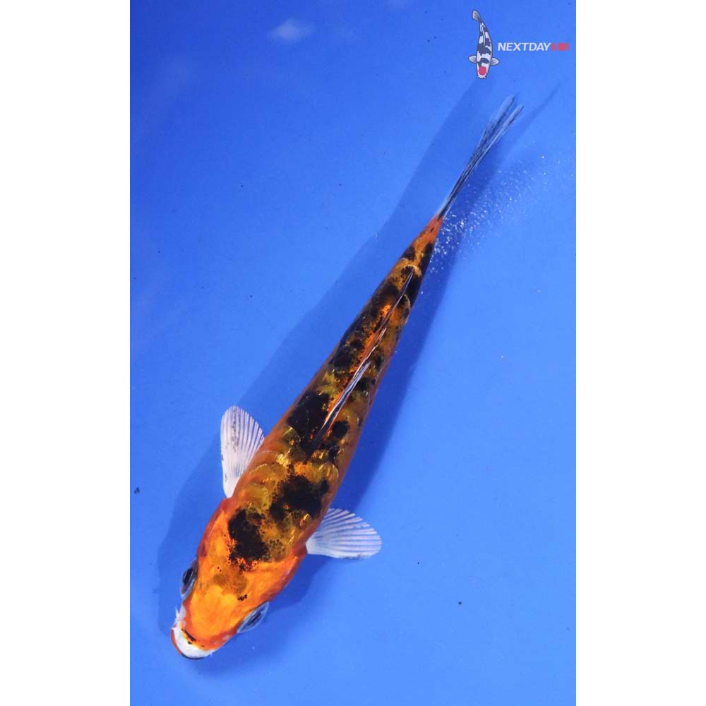3” Imported Imported Heisei Nishiki