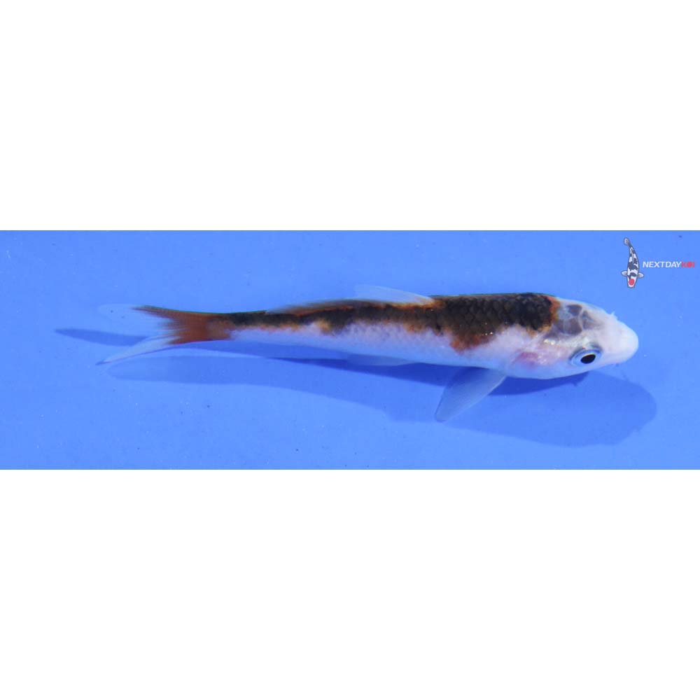 3” Imported Goromo