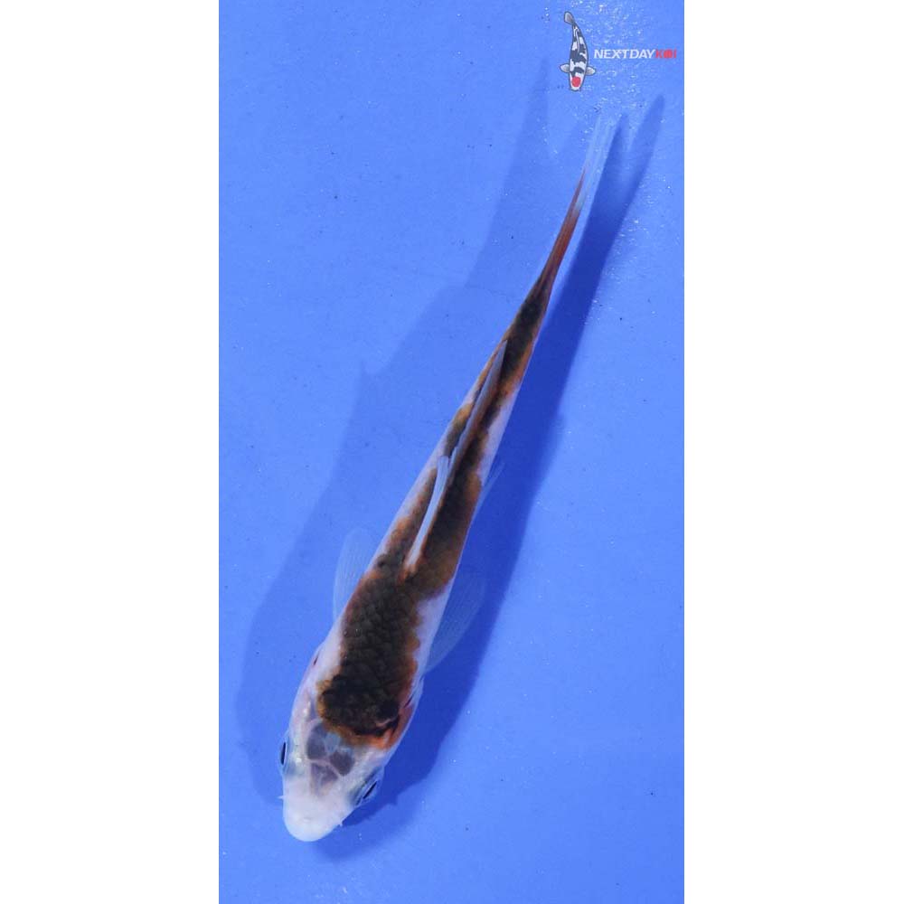 3” Imported Goromo