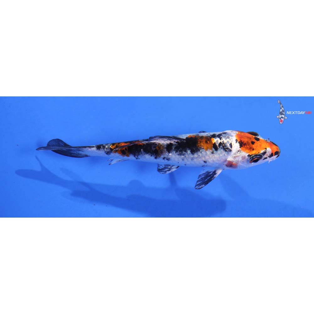 3.5” Yamato Nishiki