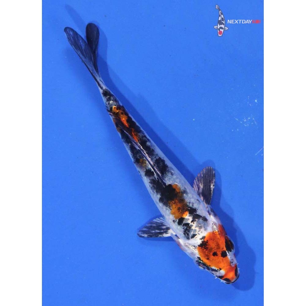 3.5” Yamato Nishiki