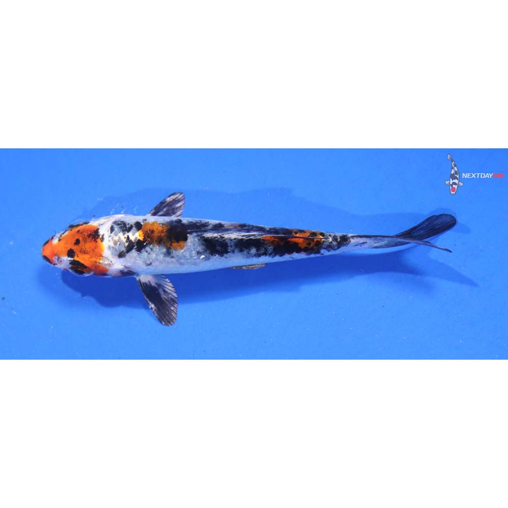 3.5” Yamato Nishiki