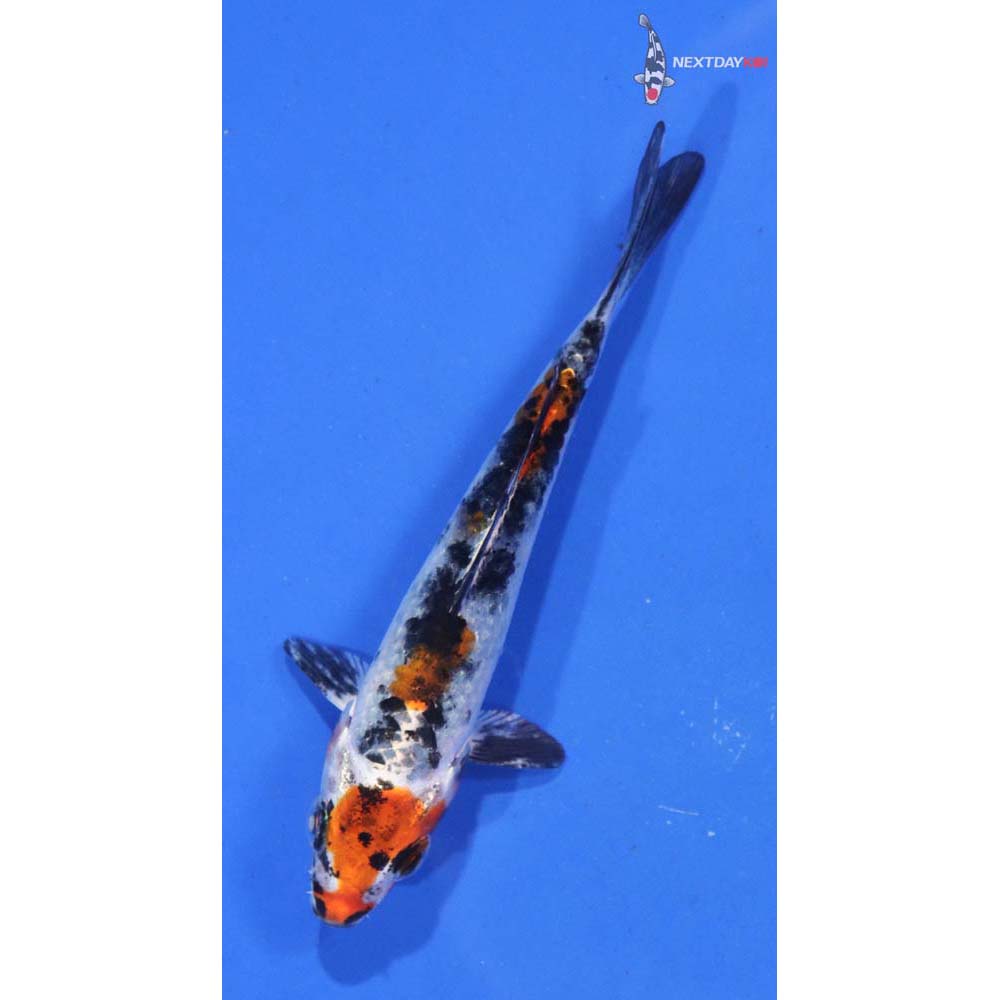 3.5” Yamato Nishiki