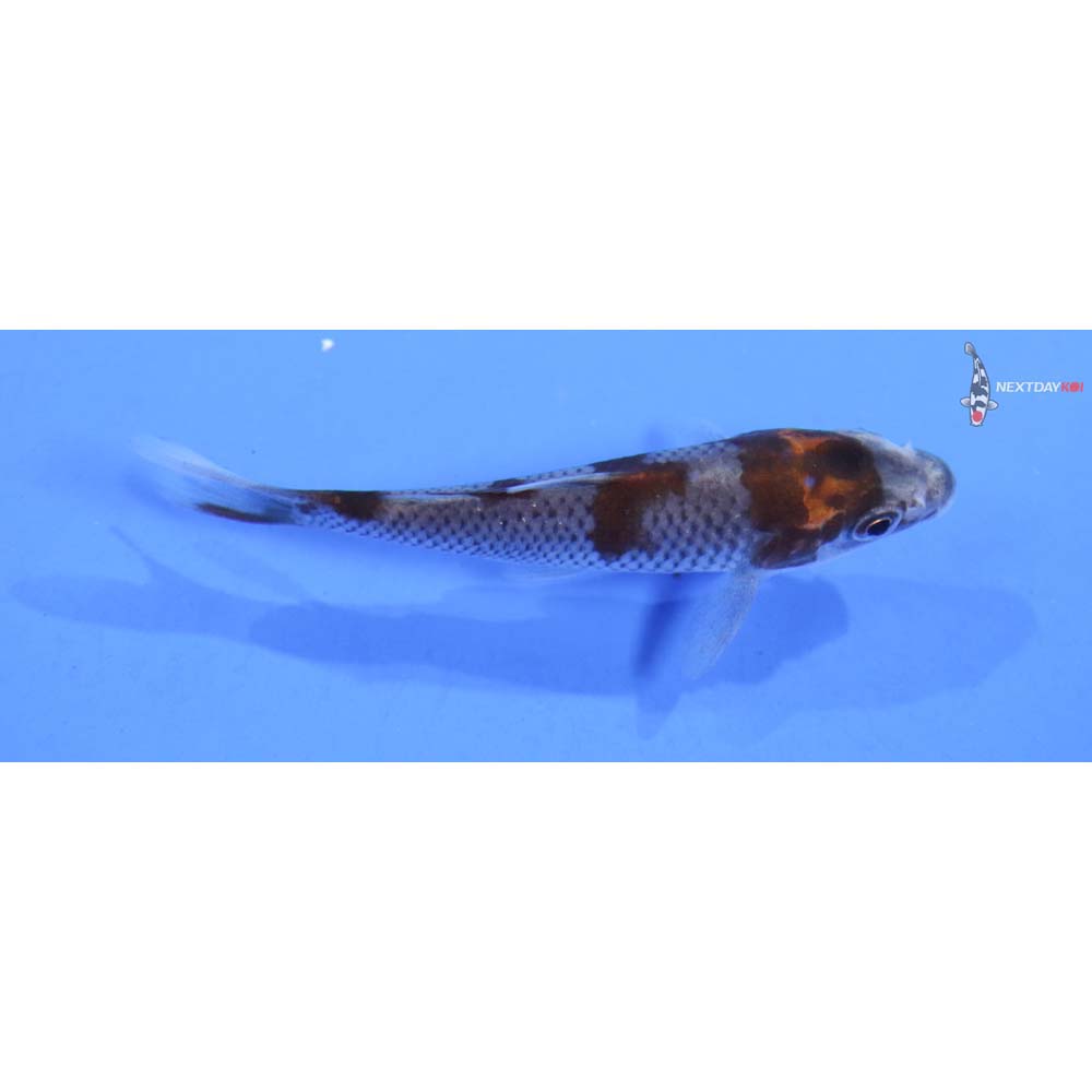 3” Imported Ochiba Shigure
