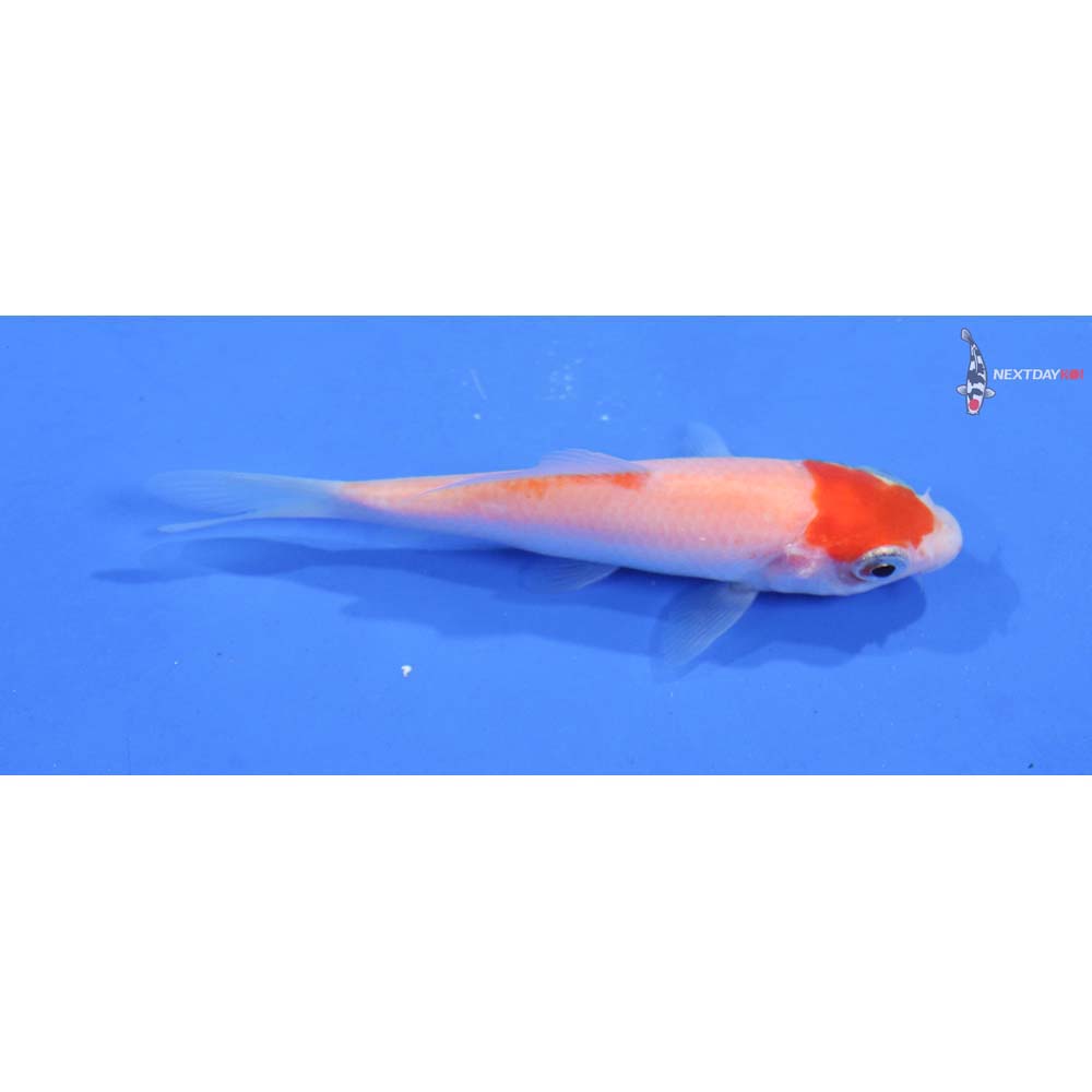 3.5” Imported Kohaku
