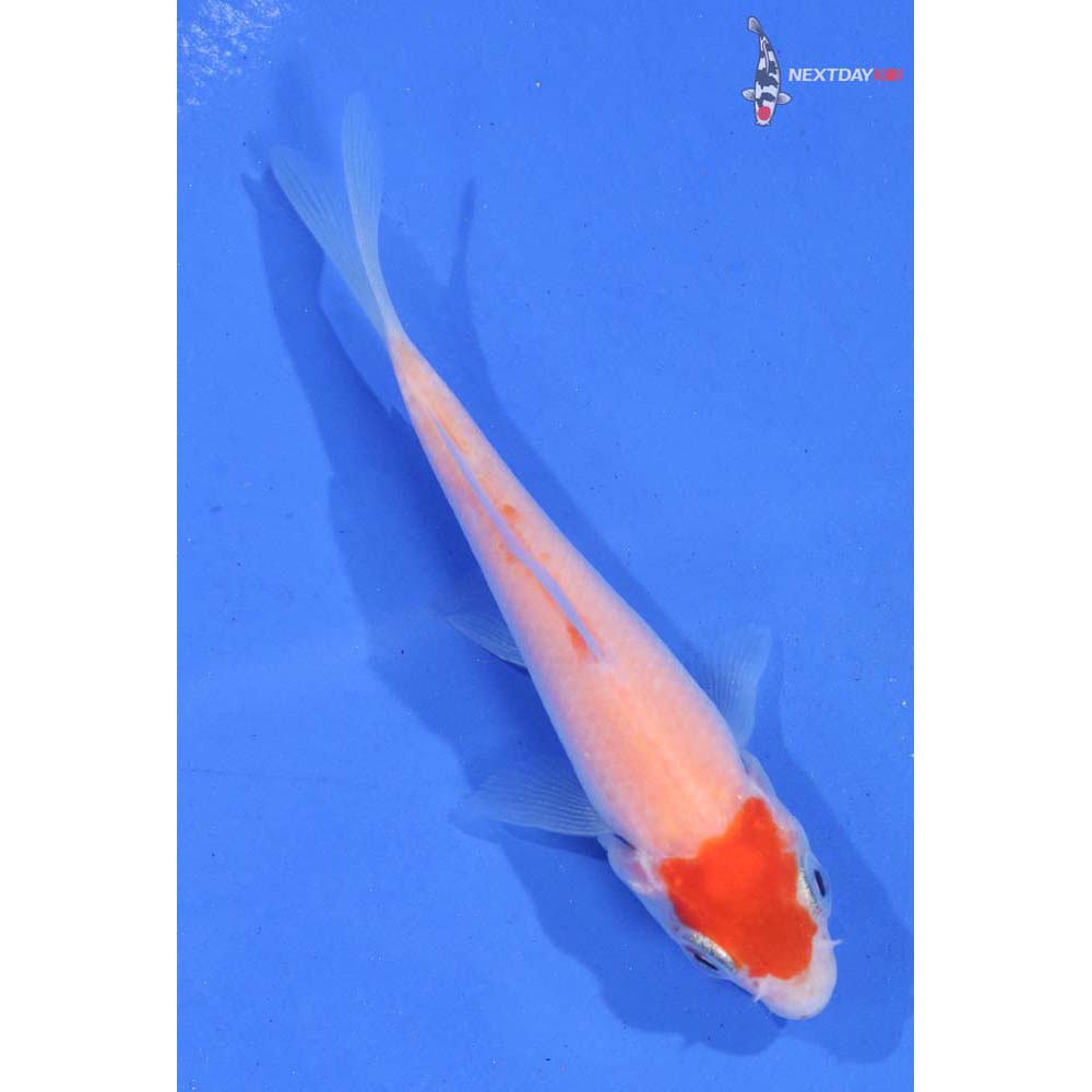 3.5” Imported Kohaku