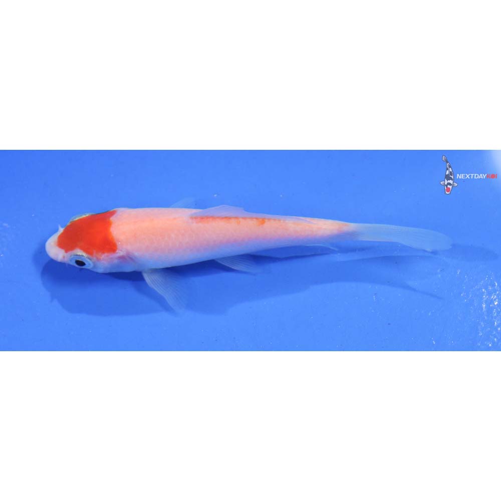 3.5” Imported Kohaku