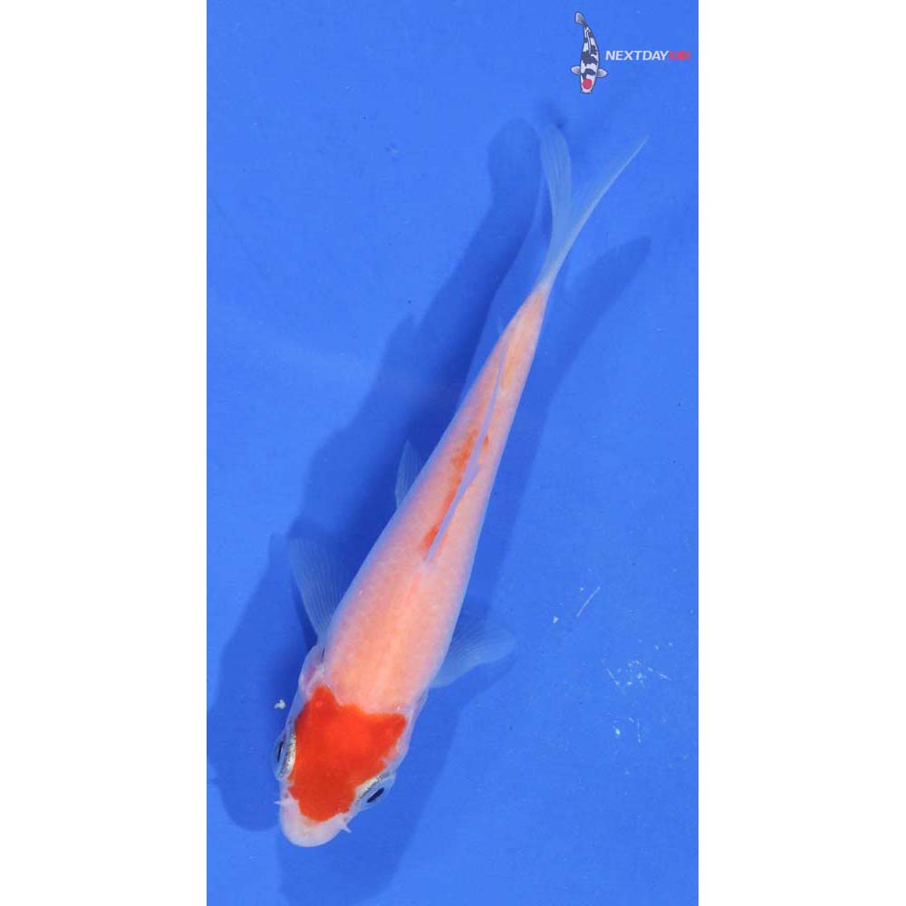 3.5” Imported Kohaku