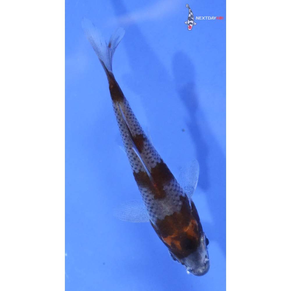 3” Imported Ochiba Shigure