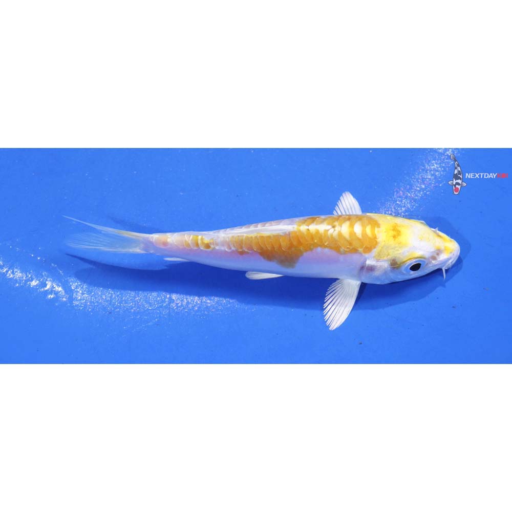 3.5” Imported Doitsu Lemon Hariwake