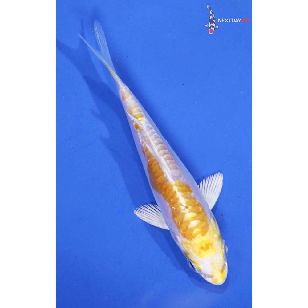 3.5” Imported Doitsu Lemon Hariwake
