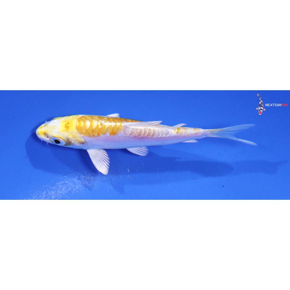 3.5” Imported Doitsu Lemon Hariwake
