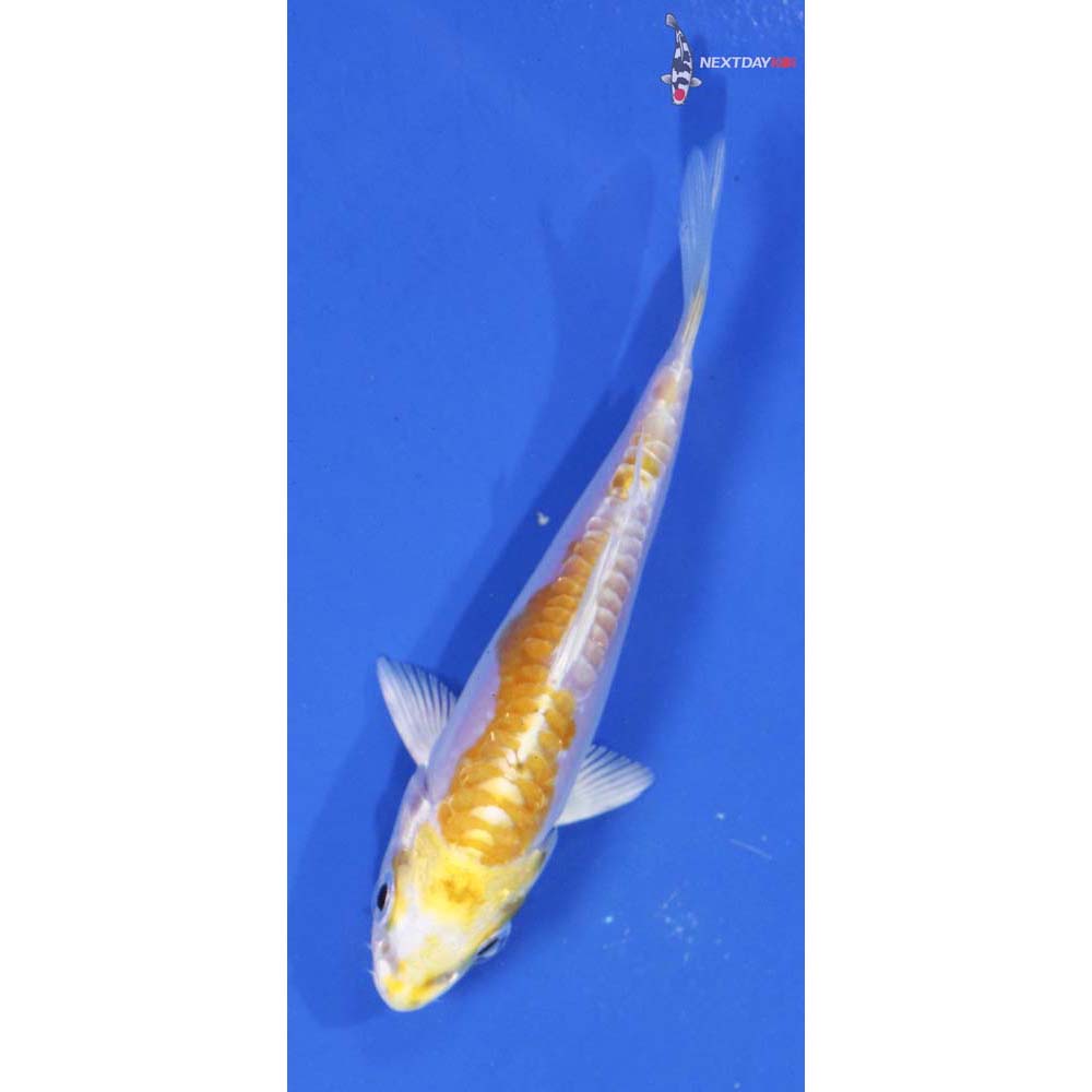 3.5” Imported Doitsu Lemon Hariwake