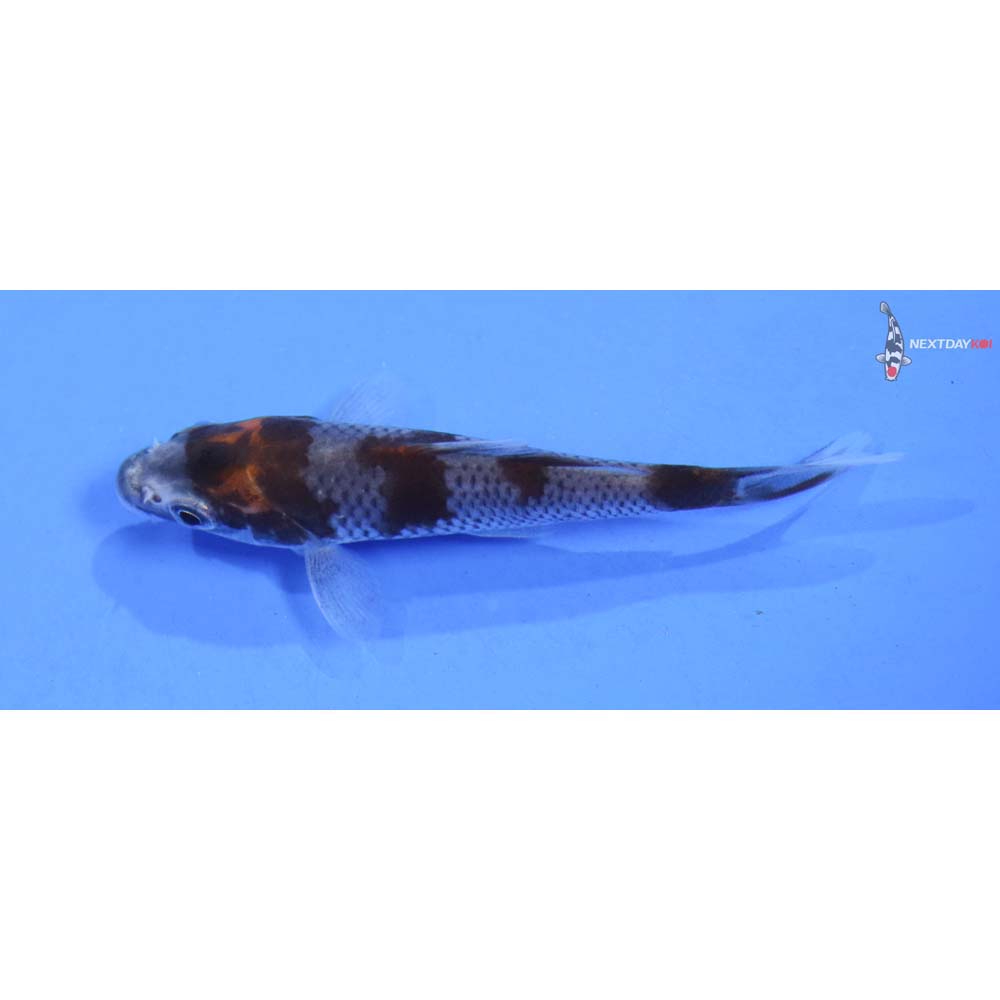 3” Imported Ochiba Shigure