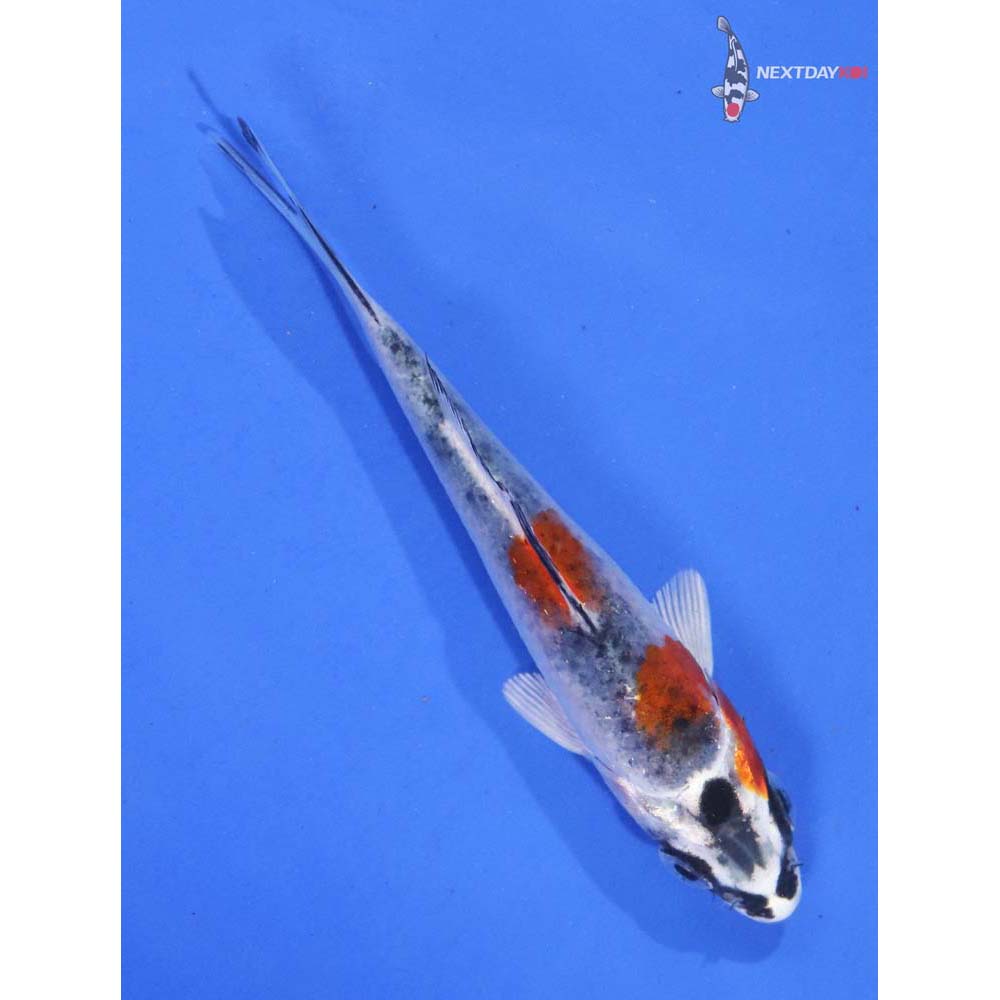 3.5” Imported Imported Kujaku