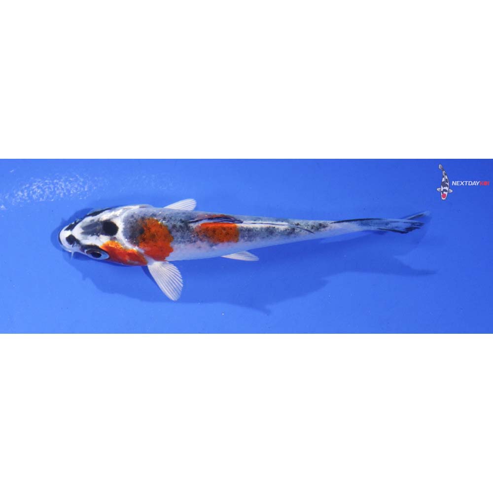 3.5” Imported Imported Kujaku
