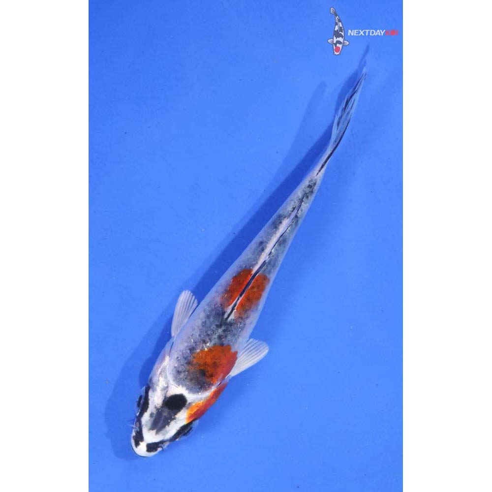 3.5” Imported Imported Kujaku