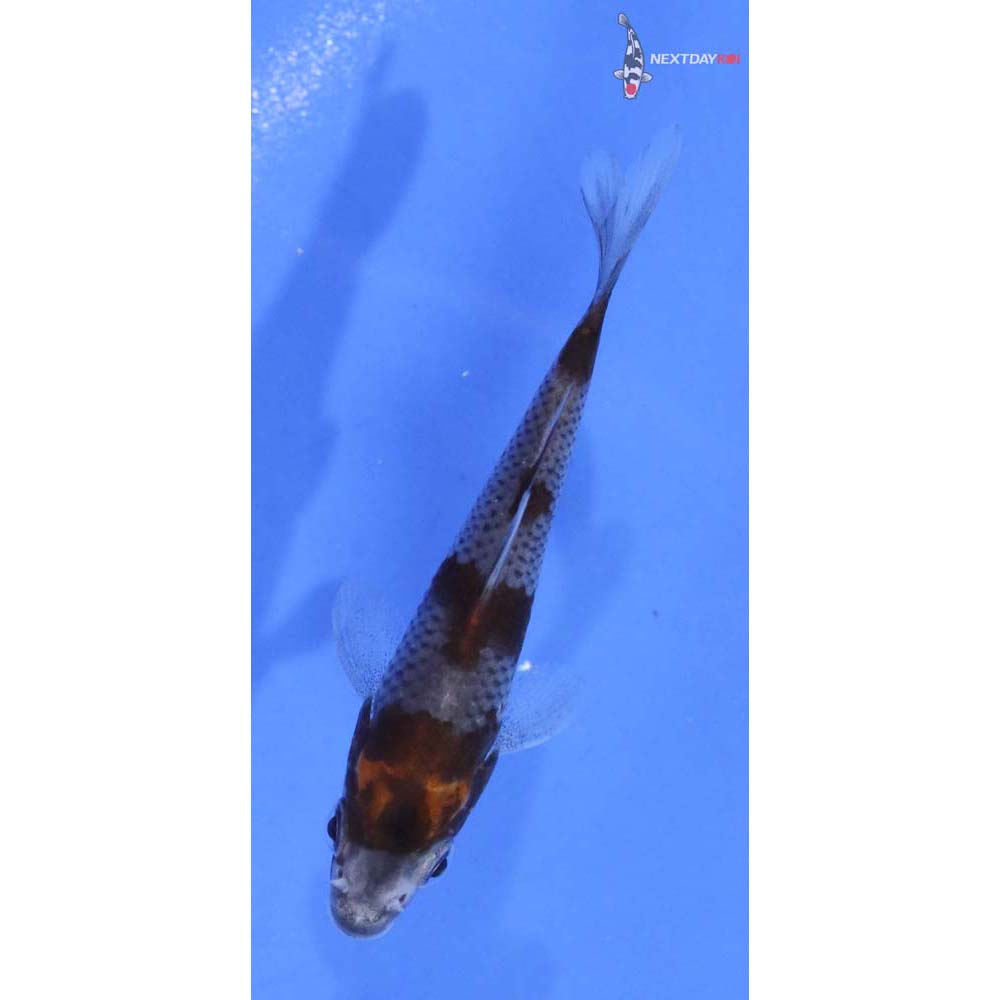 3” Imported Ochiba Shigure