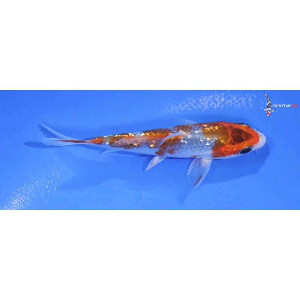 3.5” Imported Gin Rin Goromo