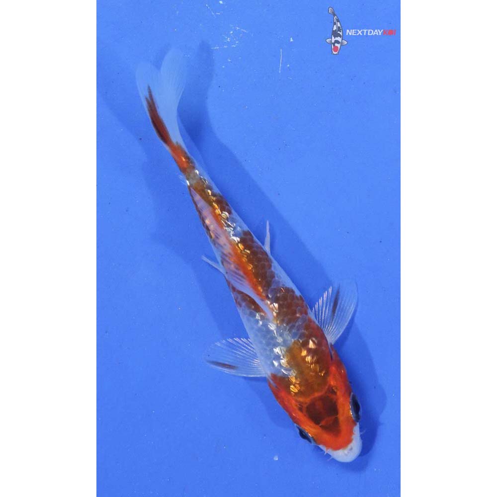 3.5” Imported Gin Rin Goromo