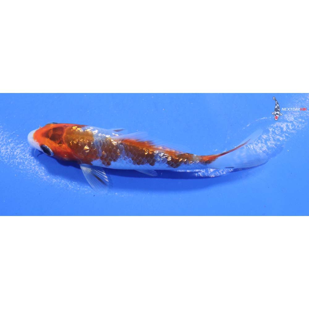 3.5” Imported Gin Rin Goromo