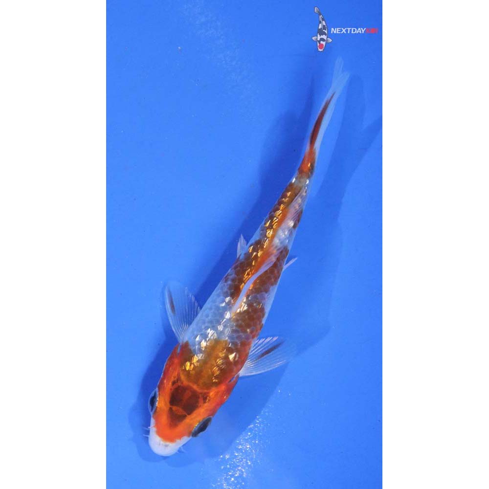 3.5” Imported Gin Rin Goromo
