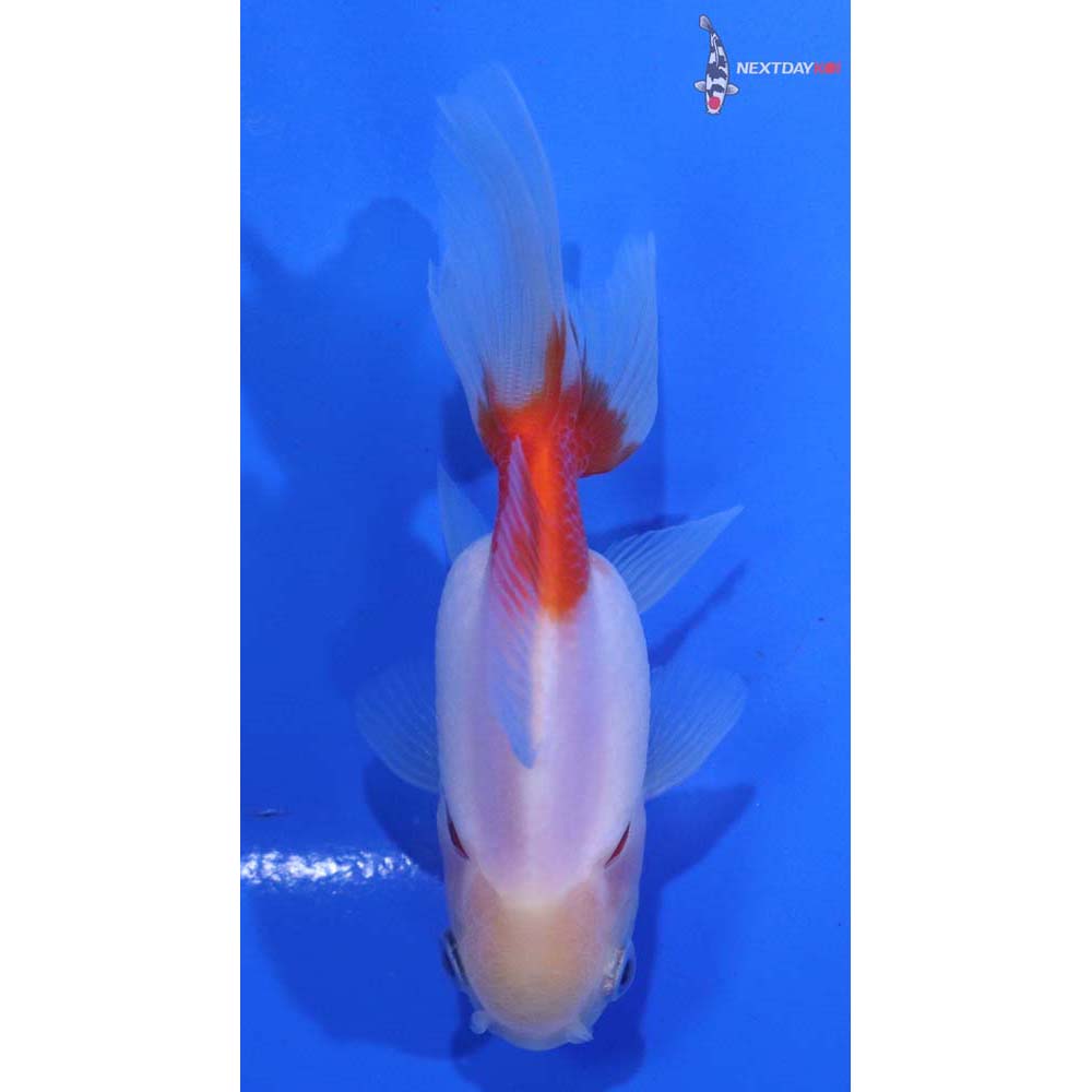 3.5” Imported Red and White Oranda