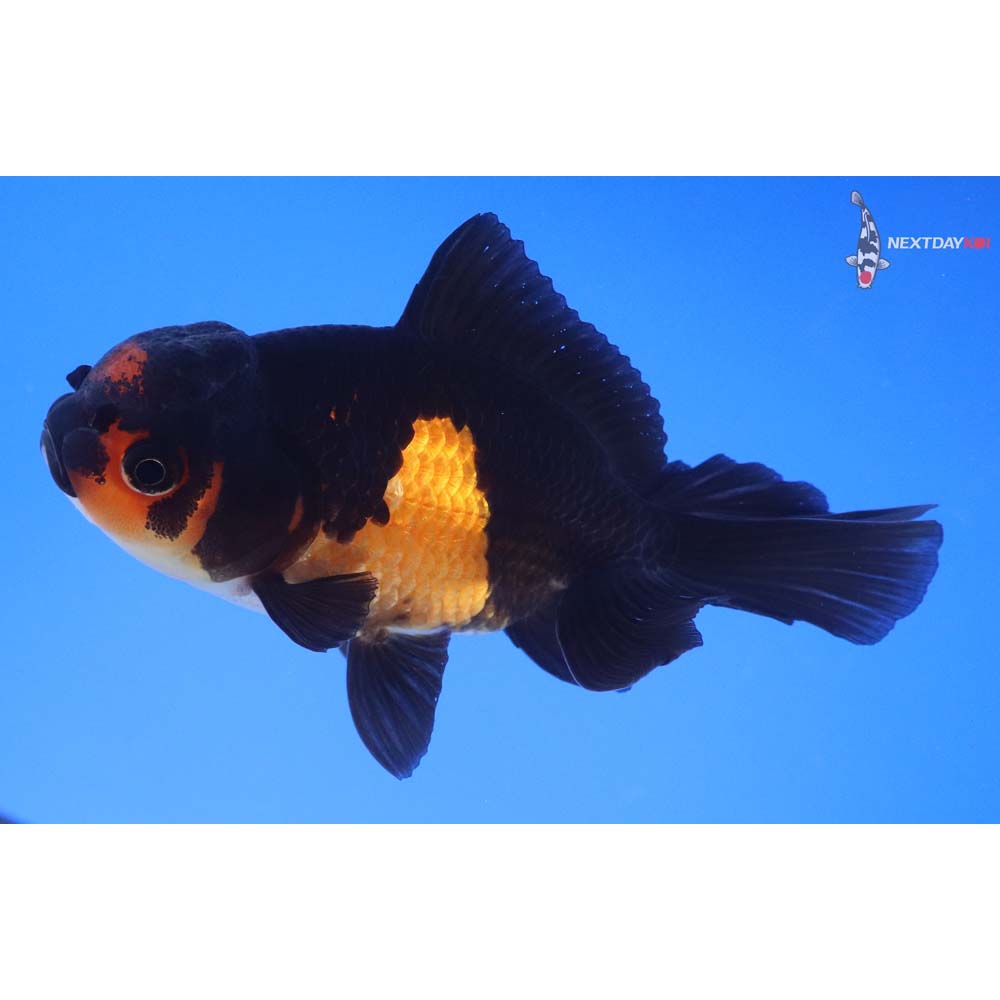 4.5” Imported Tri Color Oranda