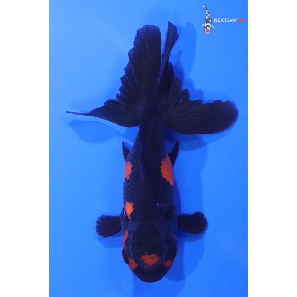 4.5” Imported Tri Color Oranda