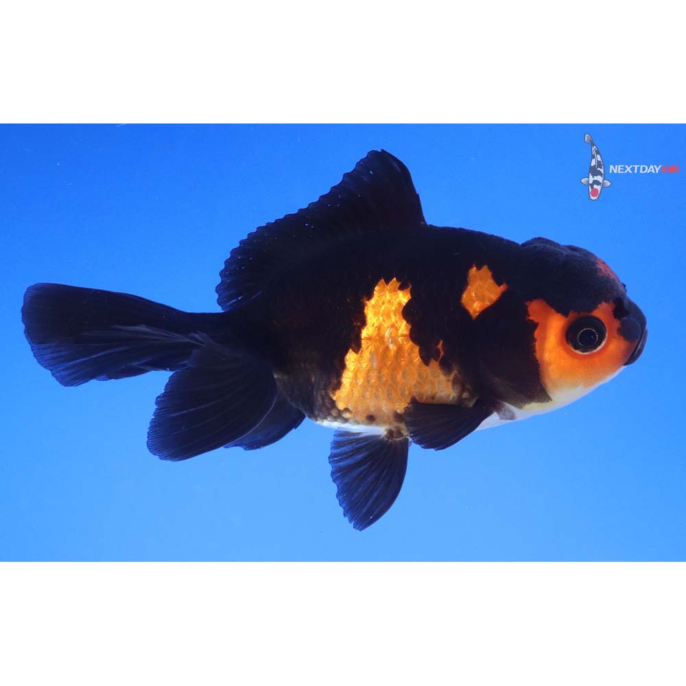 4.5” Imported Tri Color Oranda