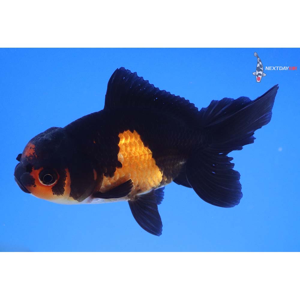 4.5” Imported Tri Color Oranda