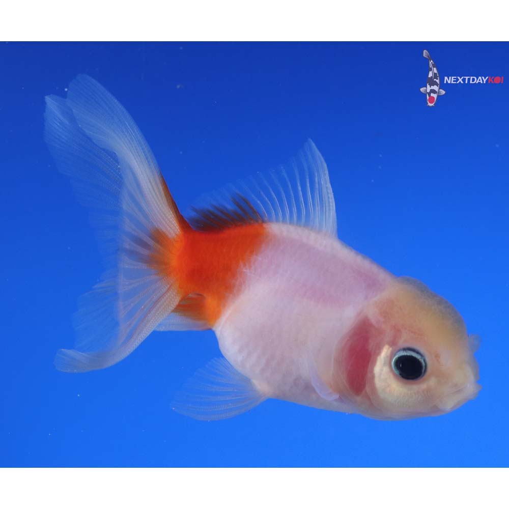 3.5” Imported Red and White Oranda